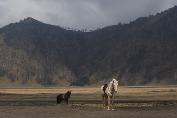 the atmosphere of Bromo Tengger Semeru mountains in the morning, which is a favorite time for tourists to visit nature