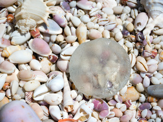 Sea shells on a sunny day
