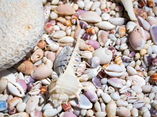 Sea shells on a sunny day