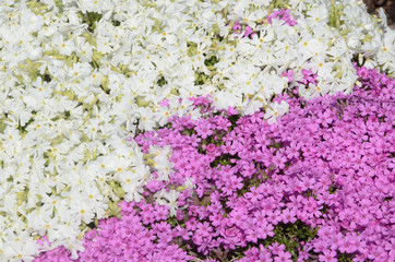 Lilac and white aubrietia.