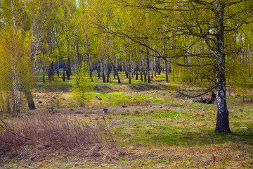 Birch grove on a sunny day.