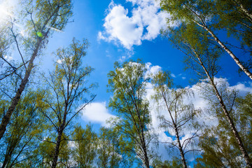 Birch trees against a blue sky.
