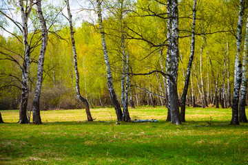 Birch grove on a sunny day.
