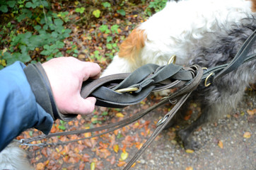 A dog walker's hand with multiple leashes that have formed a complicated knot.