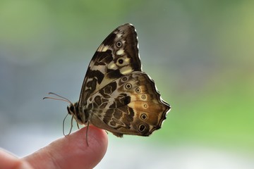 Butterfly from the Taiwan(Neope armandii lacticolora)White & yellow spotted butterfly.