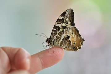 Butterfly from the Taiwan(Neope armandii lacticolora)White & yellow spotted butterfly.