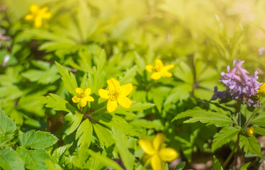 natural background of yellow buttercups in bright sunlight