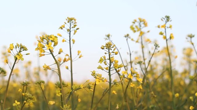 Close-up of colored flowers of canola, rapeseed, yellow background. Blooming canola field. Rape on the field in summer closeup. Bright Yellow rapeseed oil. Flowering rapeseed.