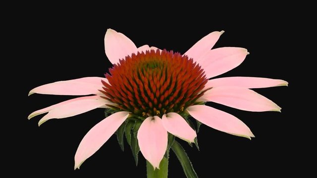 Time-lapse of opening Echinacea flower 1e1 in PNG+ format with ALPHA transparency channel isolated on black background