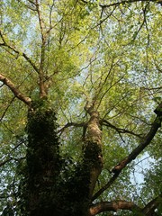 Cime d'arbres 
