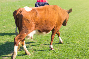 A large brown cow follows her mistress on a hot Sunny day on a leash