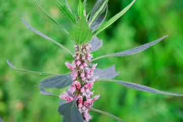 Medicinal plants herbs Siberian motherwort, Latin name Leonurus sibiricus, selective focus