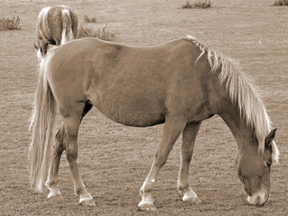 Two horses grazing in SEPIA