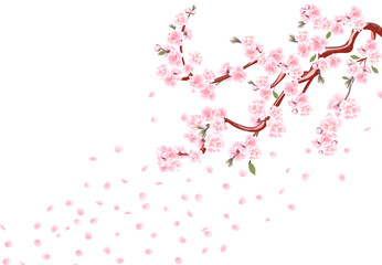 Sakura. Branches with pastel flowers, leaves and cherry buds. Cherry Petals. Isolated on white background illustration