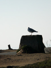 One gull standing looking to the ocean alone on rock