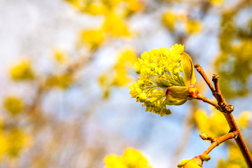 maple blossom in spring in Poland