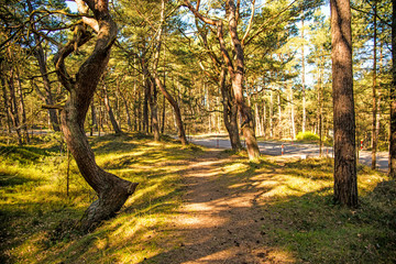 scots pine forest near the coast of the Baltic sea in Poland