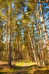 scots pine forest near the coast of the Baltic sea in Poland