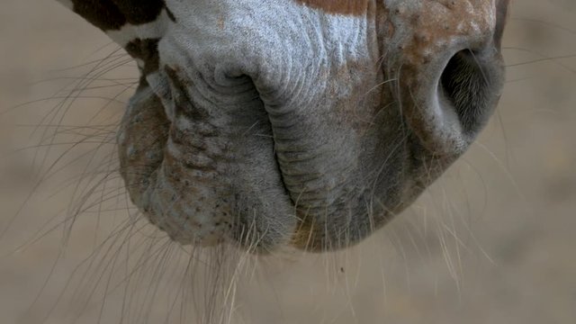 Close up profile shot of a zebra's mouth and nose. The camera tilts up to the eye and then to the ears. The camera pans left along the mane on the neck.