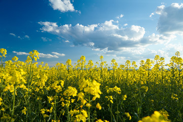 Beautiful rapeseed flowers with dark blue sky with clouds