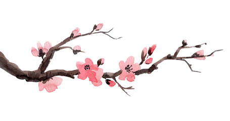 Watercolor sakura branch