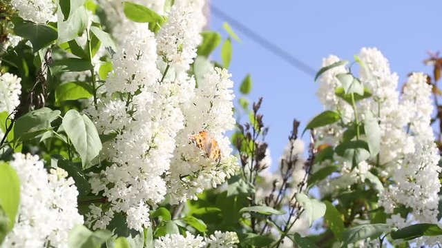 Butterfly on white Lilac flowers. Butterfly sits on blooming lilac. Close up. Macro