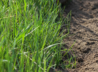  Soil texture and green grass in a spring time.