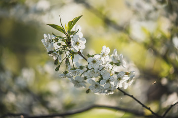 Cherry flowers frame