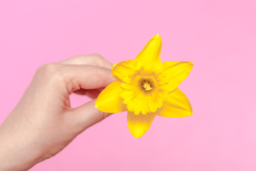 spring flower, a bouquet yellow daffodils in a woman hand