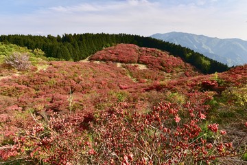 赤色のつつじが満開の葛城山
