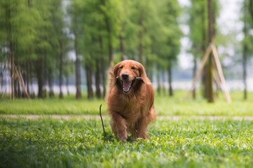Golden retriever dog playing with branches in the grass