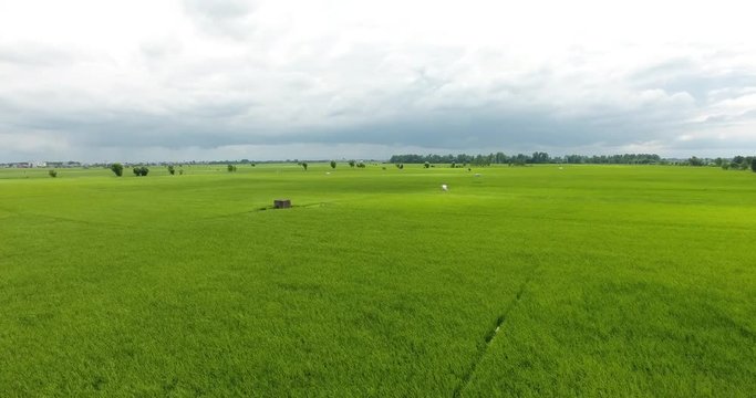Aerial bird eye view of single shack in big paddy farm cloudy day 2 A 4k shot of green paddy farm shaking windy cloudy day with trees and shack no color correction ,raw footage