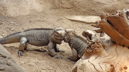 Two iguanas Playing scene cheeck on cheeck with crumpled neck skins and some body details