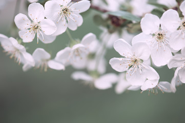 Cherry flowers frame