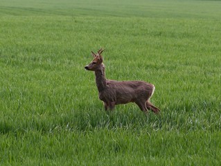 Roe on the grassy meadow.