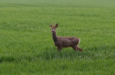 Roe on the grassy meadow.