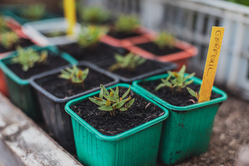 Vegetables | 04/05/2019