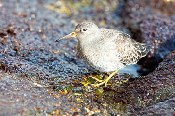 Purple Sandpiper (Calidris maritima), winter adult on rocks, Penzance, Cornwall, England, UK.
