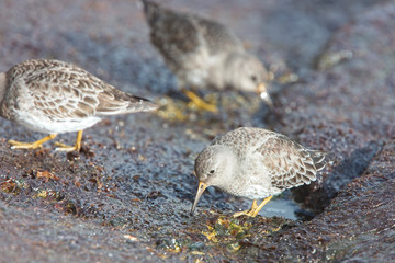 Purple Sandpiper (Calidris maritima), winter adult on rocks, Penzance, Cornwall, England, UK.
