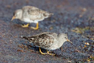 Purple Sandpiper (Calidris maritima), winter adult on rocks, Penzance, Cornwall, England, UK.