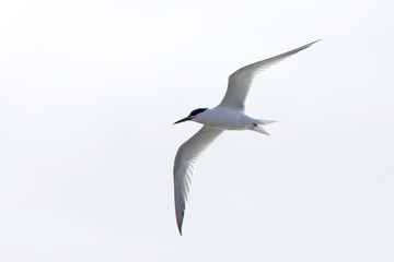 Sandwich Tern (Sterna sandvicensis) summer adult in flight, Newlyn, Cornwall, UK.