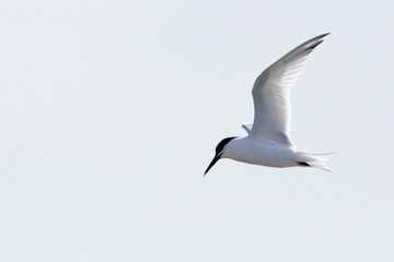 Sandwich Tern (Sterna sandvicensis) summer adult in flight, Newlyn, Cornwall, UK.