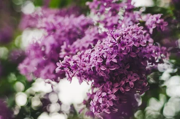 Fototapete Spring lilac flowers © Roxana