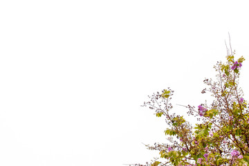 Flower leafs, seeds with white isolated background.