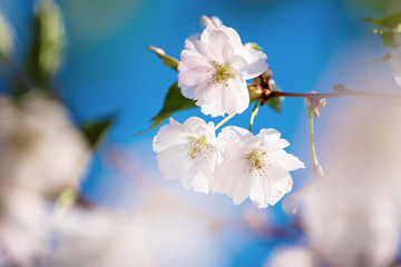 Fototapeta premium Apricot tree blossoms