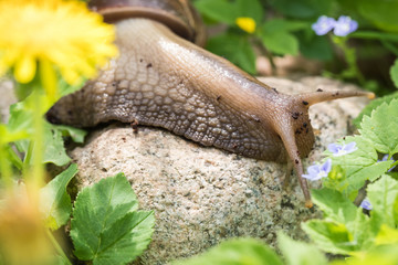 The large snail of Akhatin in the habitat on a big stone in an environment of plants investigates surrounding space