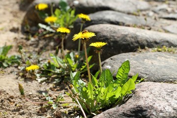 Roadside with blooming dandelions.