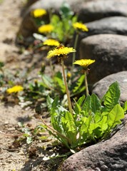 Roadside with blooming dandelions.