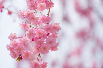 しだれ桜　春　花　高見の郷　奈良県　2019年4月