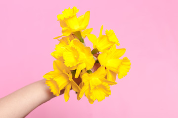 Human Hand hold Bouquet of Daffodil